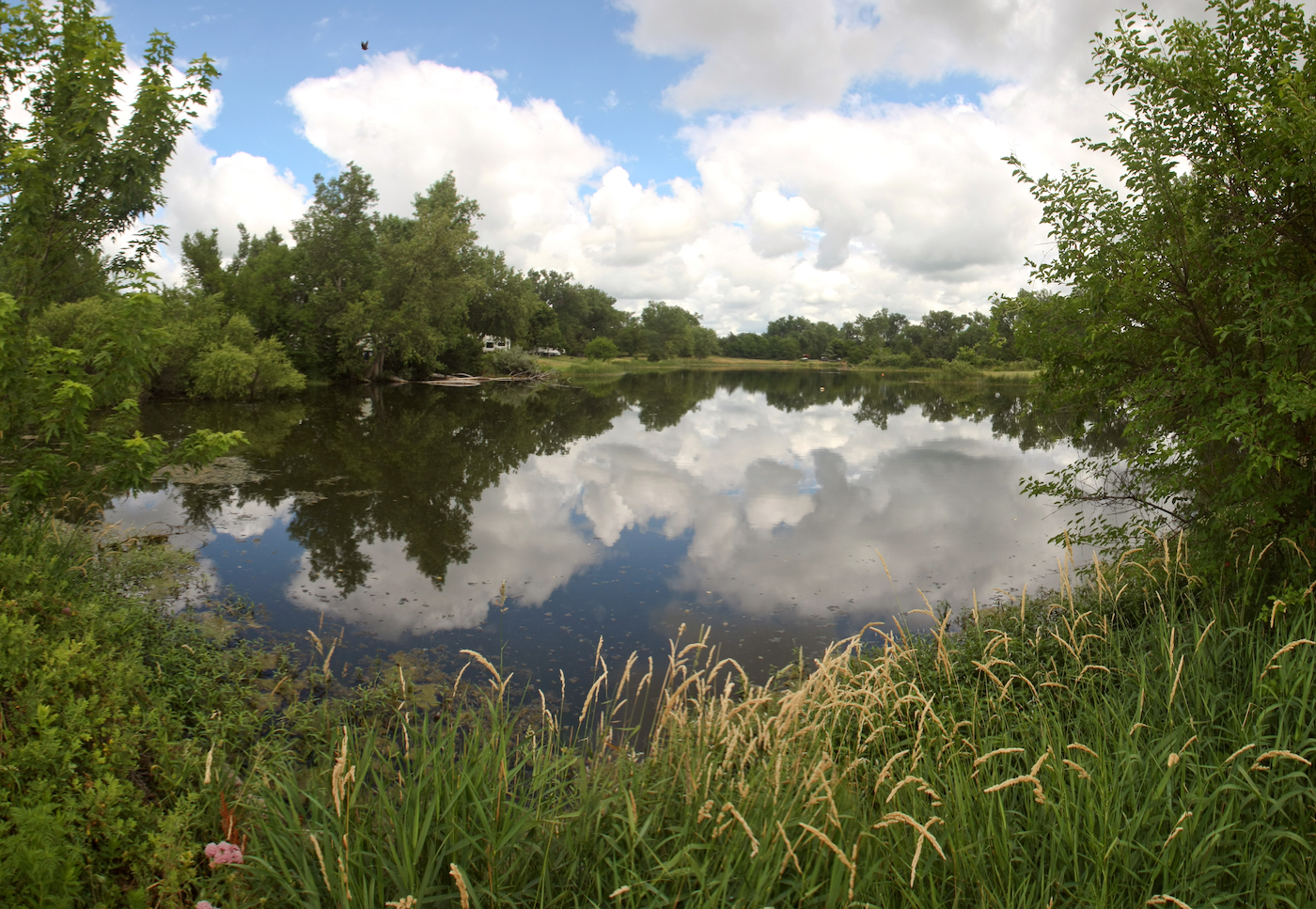 Expansive view of a calm lake shoreline with grasses in the foreground and trees lining the far bank under a partly cloudy sky.