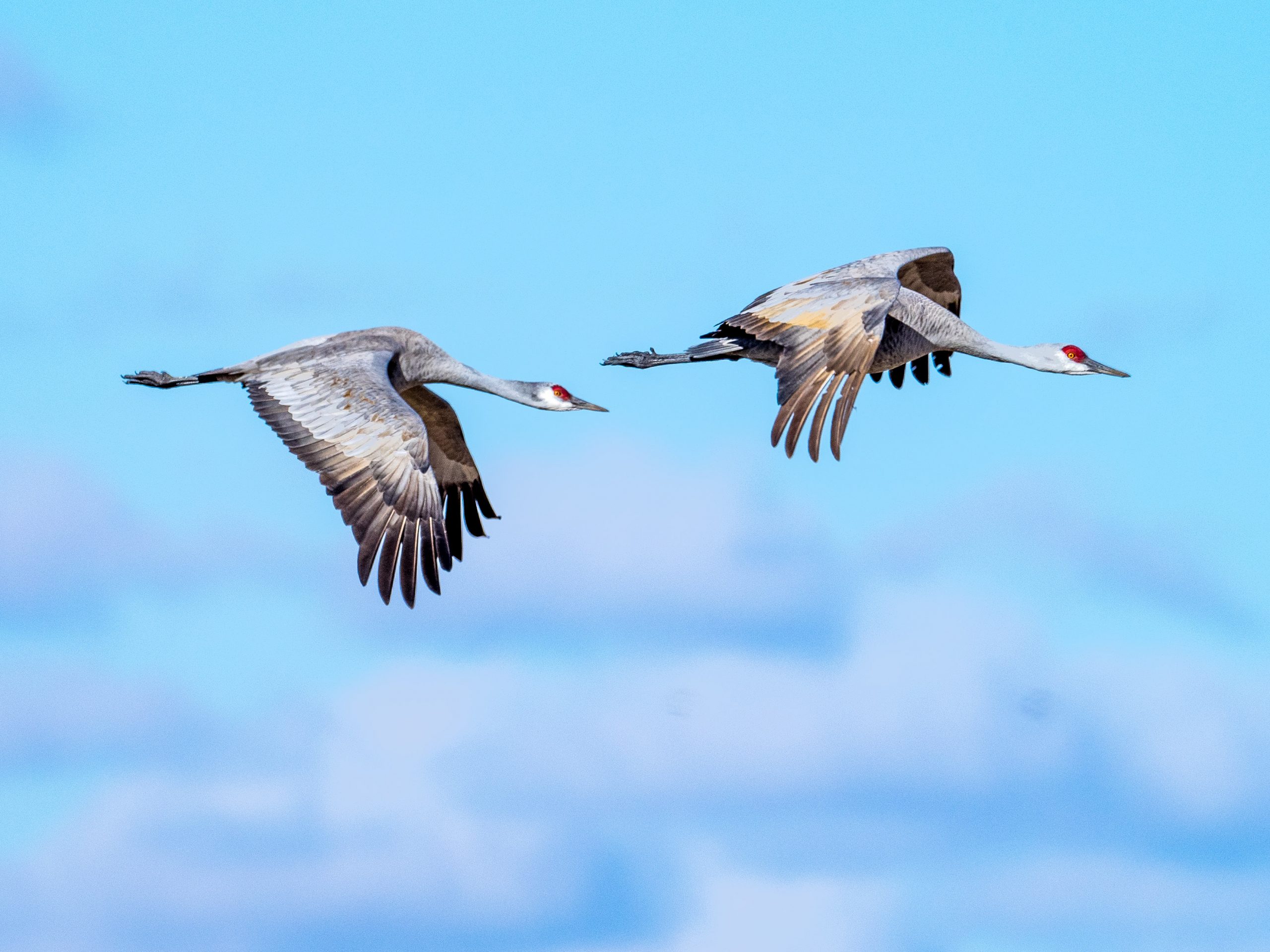 Two sandhill cranes flying during blue sky
