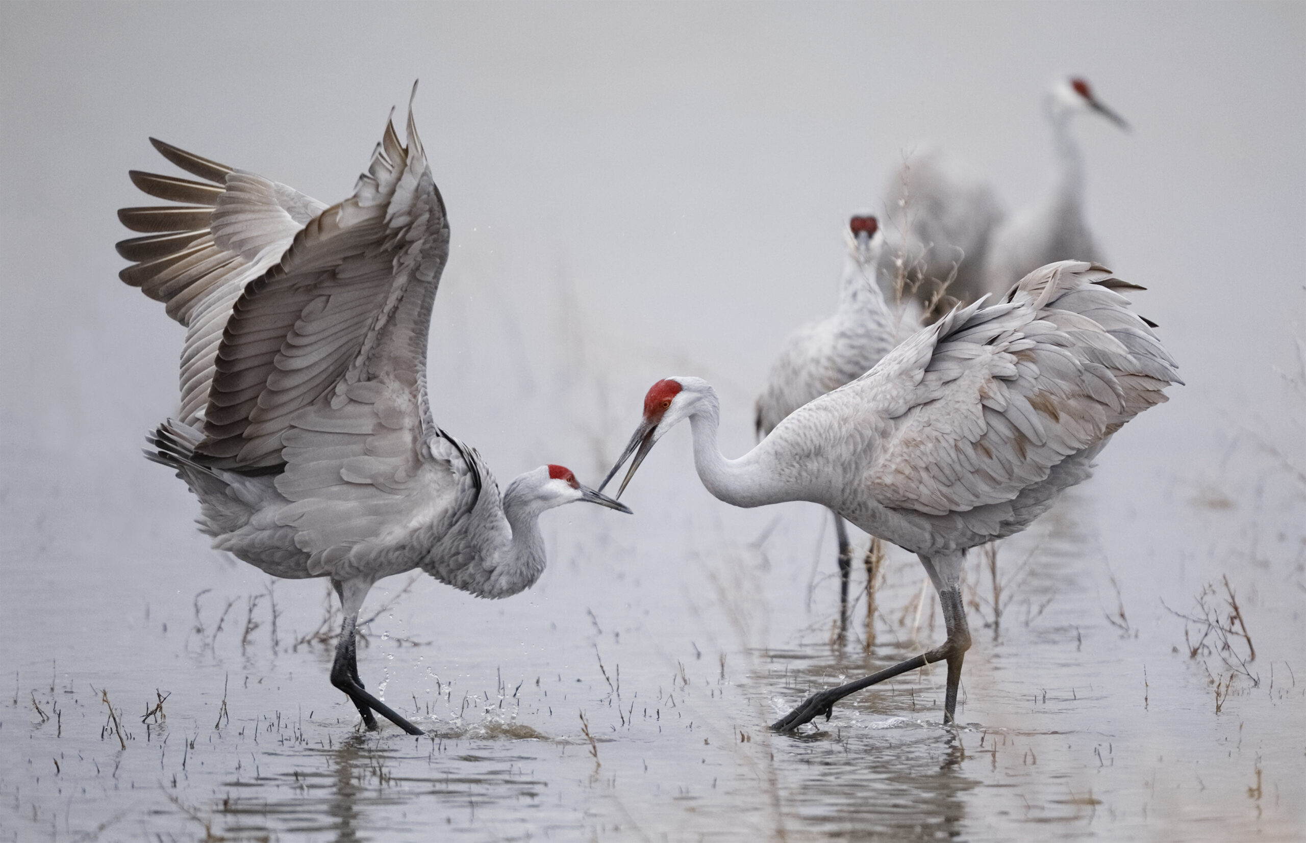 Sandhill cranes wade in shallow Platte River water with wings raised and red-crowned heads, illustrating the iconic spring migration stopover in central Nebraska.