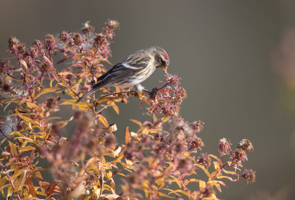 small bird on foliage at Rowe Sanctuary